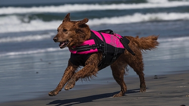 petcare dog