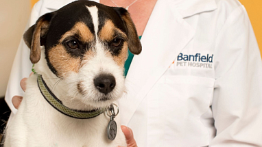 A Banfield Pet Hospital Vet holds a dog