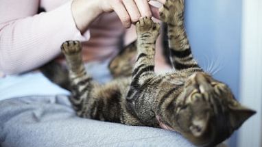 Playing cat