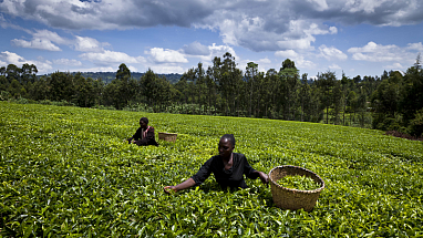 Two farmers in a lush green field harvesting crops without wearing any protective gear.