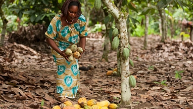 Women farmers harvesting cocoa pods in the rainforest
