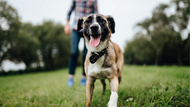 Bild Better Cities for Pets