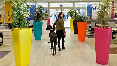 Mars Associate walking with her pet Great Dane in a Mars Petcare corporate office.