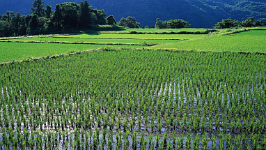 Rice fields ready for harvest