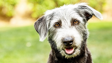 Black mutt panting and looking directly at the person taking the photograph.