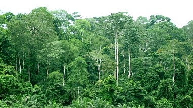  Tropical forest in the Republic of Ghana.