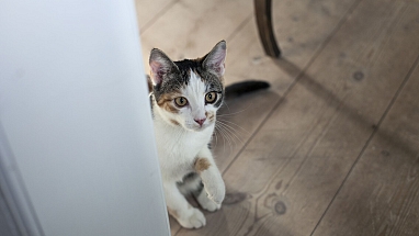 petcare release