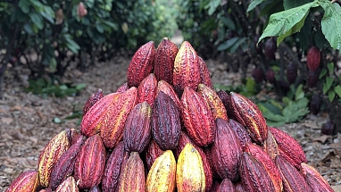 SwissDeCode Cocoa 