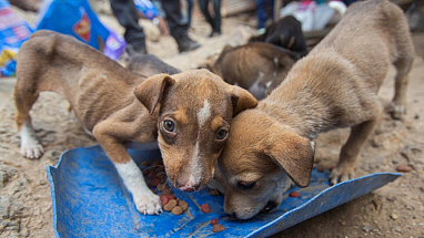 Humane Society International COVID Relief Report 2021