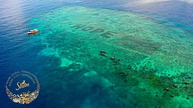 Mars announces The Big Build coral reef restoration event 