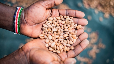 Two hands holding a small pile of grains