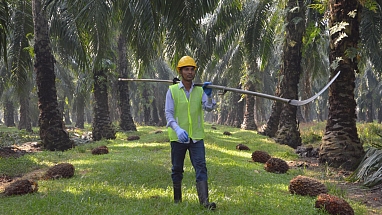 Palm oil farmer with a pole pruner saw.