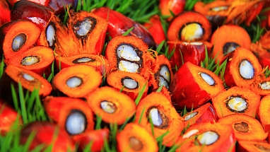 Slices of palm fruit on the grass.