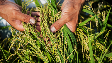 Hands holding crops 