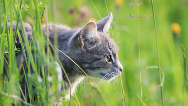 A grey cat outside in the grass