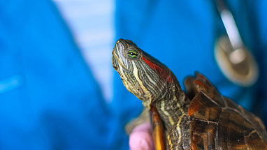 Tortoise being examined by a veterinarian