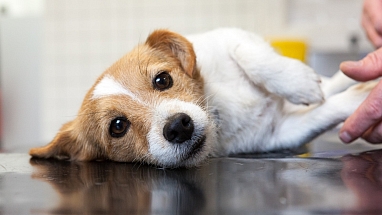 A dog at the vet