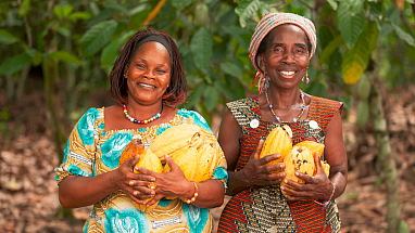 Cocoa Harvest Cote d'Ivoire