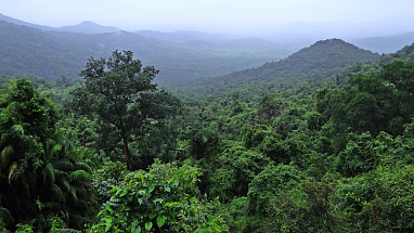 A lush rainforest with hills in the background