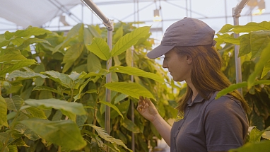 Mars researcher at the University of California, Davis, with cocoa plants