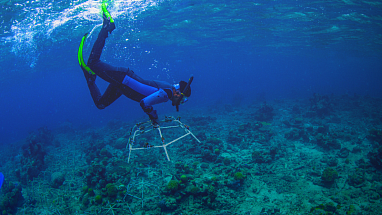 A diver underwater with a reef star