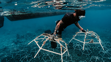 The Big Build - Reef Stars