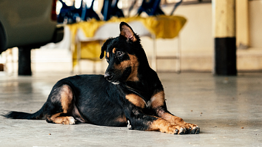 Black and brown dog sitting on the floor