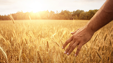 Partial shot of a farmer walking in a field during sunrise