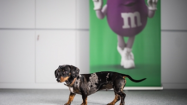 Dachshund in front of M&M's display