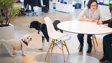 10 Years of Pet-Friendly Offices - Hero Image
