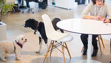 10 Years of Pet-Friendly Offices