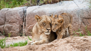 Gemeinsam Arten schützen The Lion's Share Fund-min