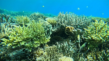 Tomar responsabilidad para recuperar los arrecifes de coral