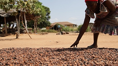 mars steunt 14000 cacaoboeren op weg naar een duurzaam inkomen