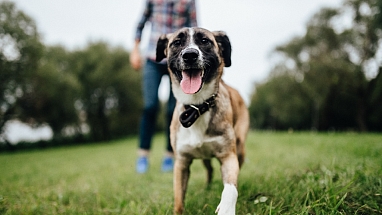 dierenlot en pedigree schieten asielen te hulp