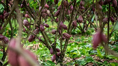 Cacao trees