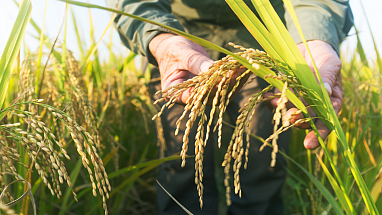 Close up of farmer holding a rice crop