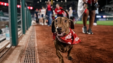A dachshund wearing a bandana
