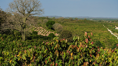 Cocoa Farm