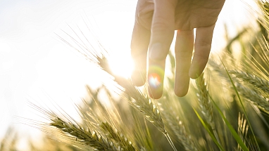 Farmer hand touches heads of wheat plants getty