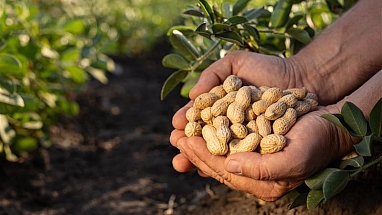 Peanut Protect