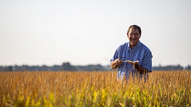Rice farmer in the field