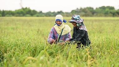 Rice farmers in Thailand
