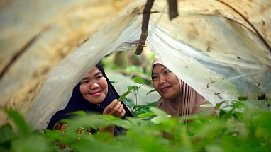 Cocoa farmers Syarini and Salma check cocoa tree seedlings