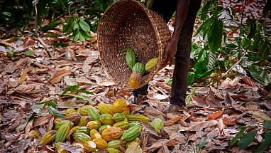 Cocoa pods out of a basket