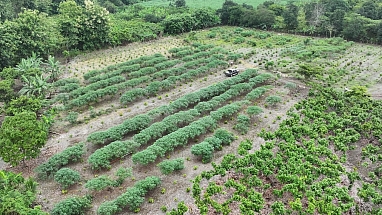 Cocoa farm in Ecuador
