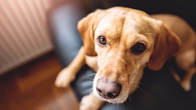 A dog sitting on a person's lap