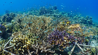 A coral reef.