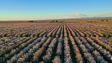 Aerial shot of an almond orchard.