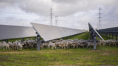 A herd of sheep walking under solar panels in a field.